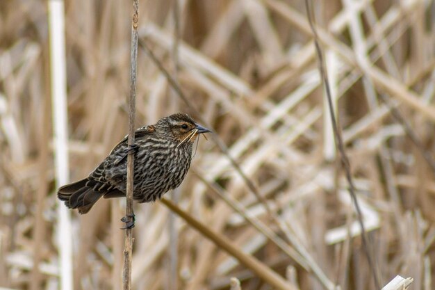 Un gros plan d'un oiseau perché sur un arbre