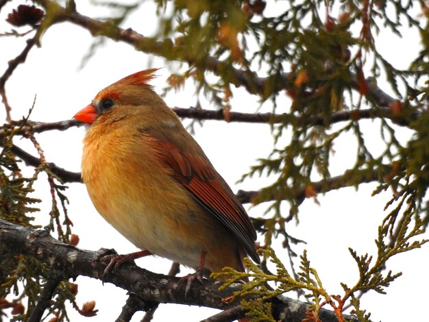 Un gros plan d'un oiseau perché sur un arbre