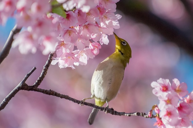 Photo un gros plan d'un oiseau perché sur un arbre