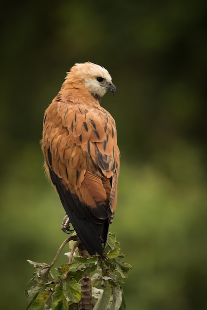 Un gros plan d'un oiseau perché sur un arbre