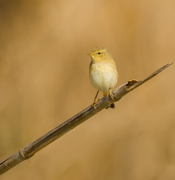 Photo un gros plan d'un oiseau perché sur un bâton