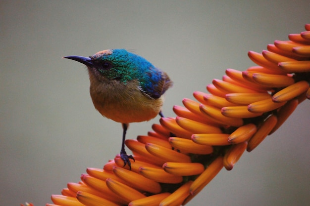 Un gros plan d'un oiseau perché sur des bourgeons jaunes