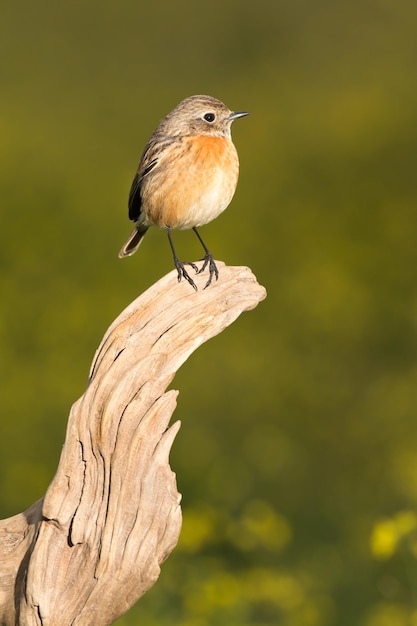 Photo un gros plan d'un oiseau perché sur une branche