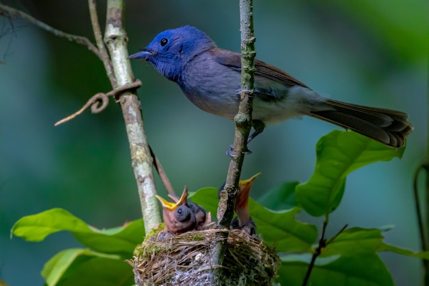 Un gros plan d'un oiseau perché sur une branche