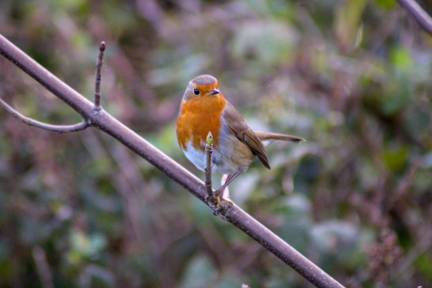 Un gros plan d'un oiseau perché sur une branche