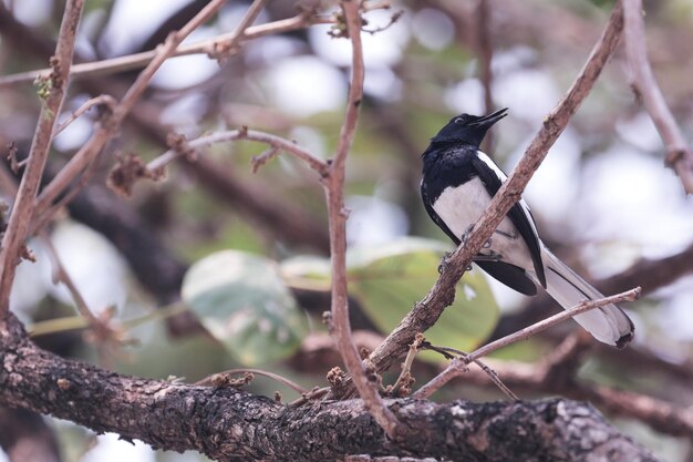 Un gros plan d'un oiseau perché sur une branche