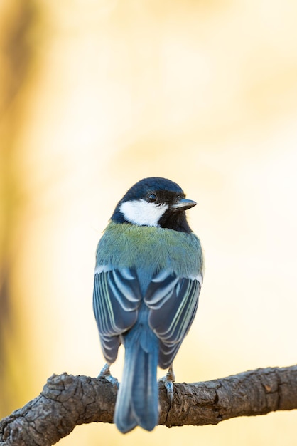 Un gros plan d'un oiseau perché sur une branche