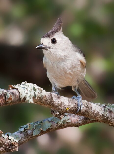 Photo un gros plan d'un oiseau perché sur une branche