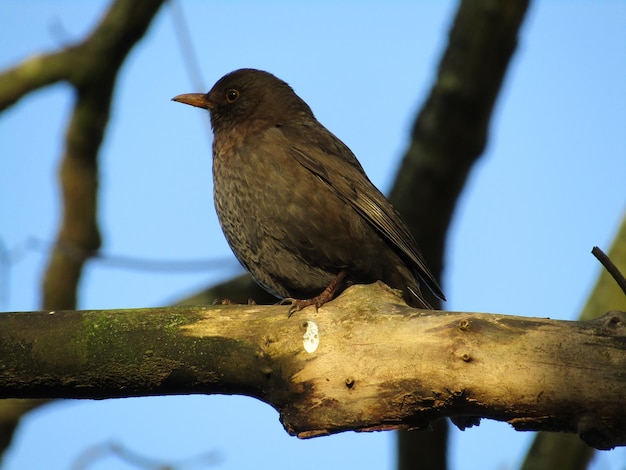 Un gros plan d'un oiseau perché sur une branche