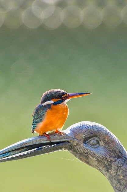 Photo un gros plan d'un oiseau perché sur une branche