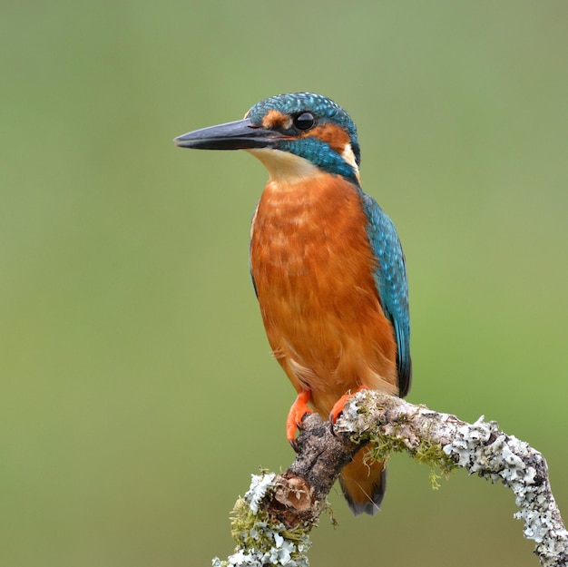 Un gros plan d'un oiseau perché sur une branche