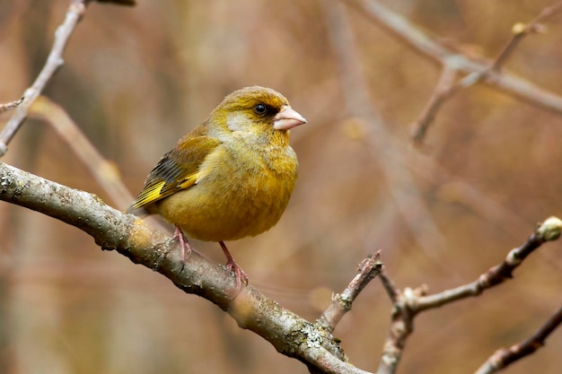 Un gros plan d'un oiseau perché sur une branche