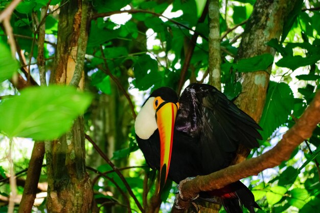 Un gros plan d'un oiseau perché sur une branche