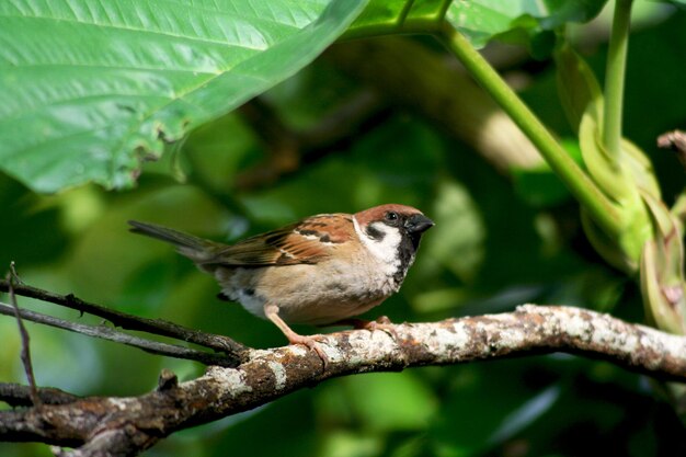 Un gros plan d'un oiseau perché sur une branche