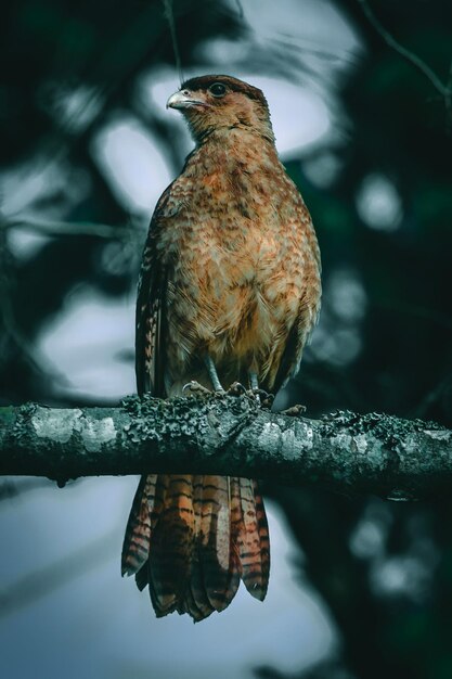 Photo un gros plan d'un oiseau perché sur une branche