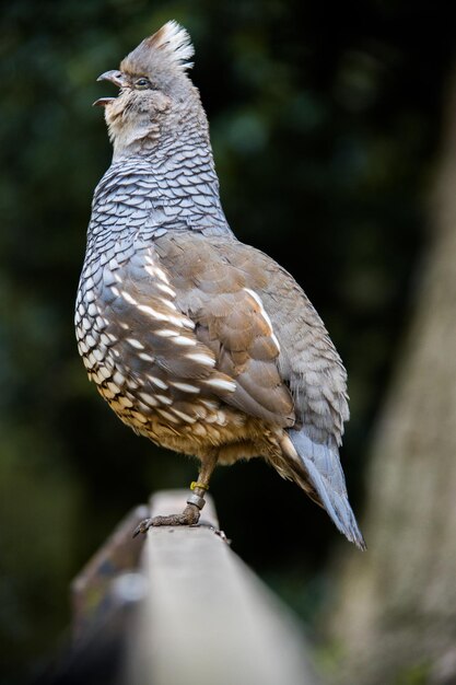 Photo un gros plan d'un oiseau perché sur une branche