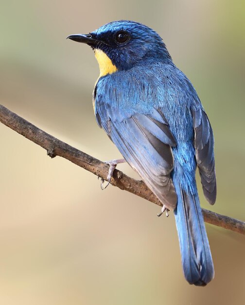 Photo un gros plan d'un oiseau perché sur une branche