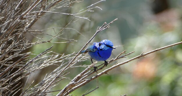 Photo un gros plan d'un oiseau perché sur une branche