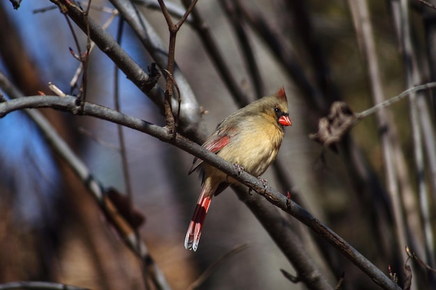 Un gros plan d'un oiseau perché sur une branche