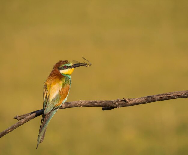 Un gros plan d'un oiseau perché sur une branche