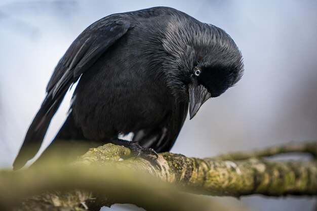 Un gros plan d'un oiseau perché sur une branche