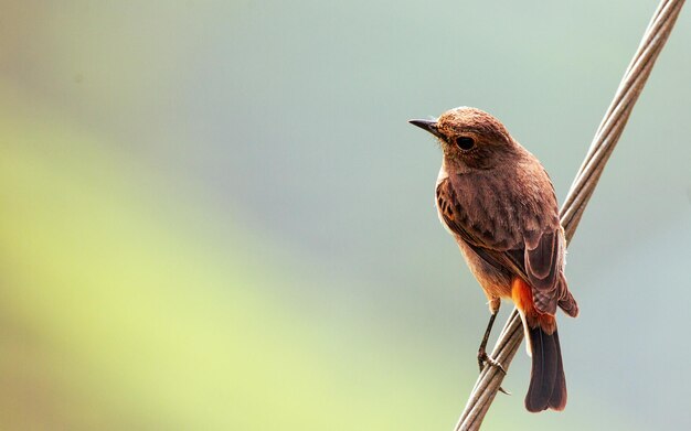 Photo un gros plan d'un oiseau perché sur une branche