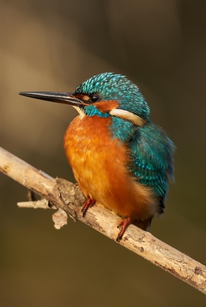 Un gros plan d'un oiseau perché sur une branche
