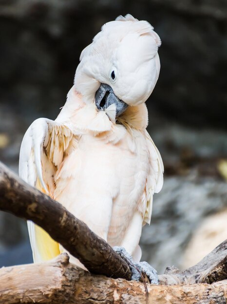 Photo un gros plan d'un oiseau perché sur une branche