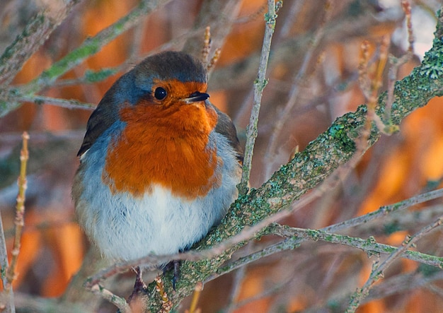 Photo un gros plan d'un oiseau perché sur une branche