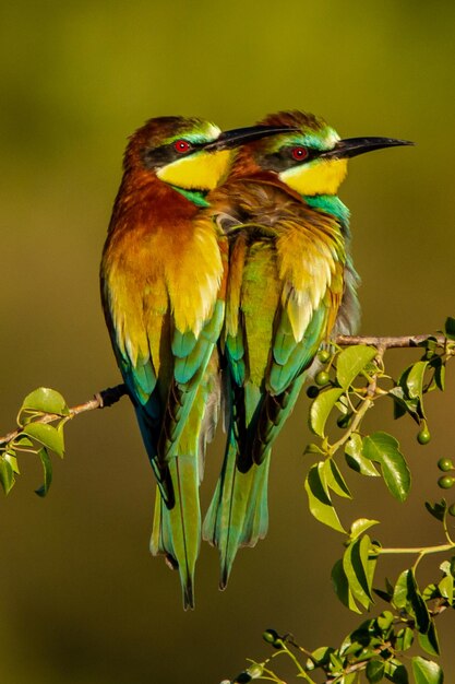 Photo un gros plan d'un oiseau perché sur une branche