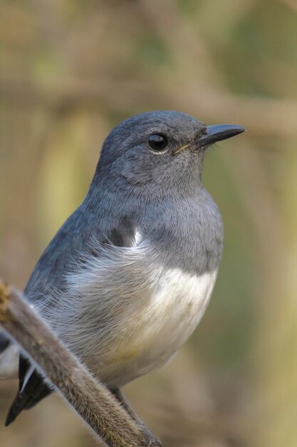 Photo un gros plan d'un oiseau perché sur une branche