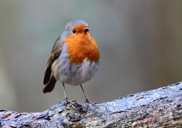 Photo un gros plan d'un oiseau perché sur une branche