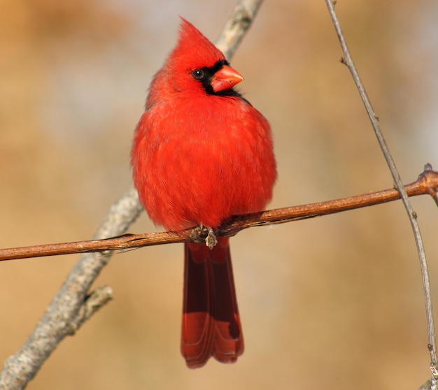 Photo un gros plan d'un oiseau perché sur une branche