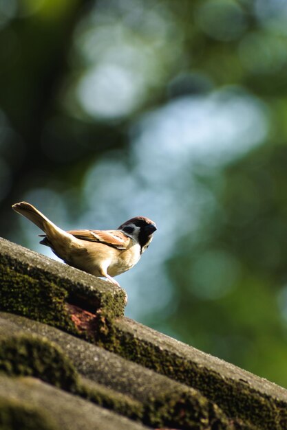 Photo un gros plan d'un oiseau perché sur une branche