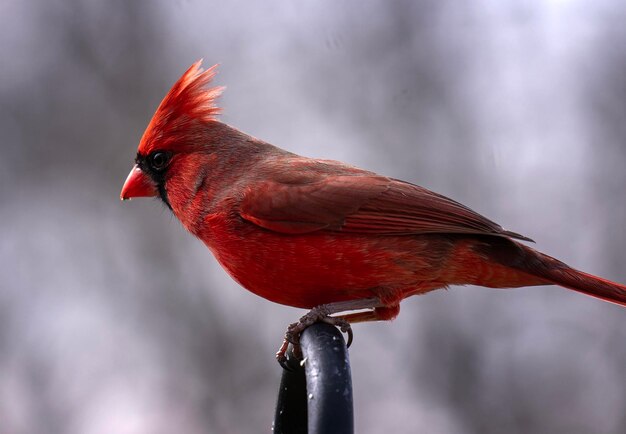 Un gros plan d'un oiseau perché sur une branche