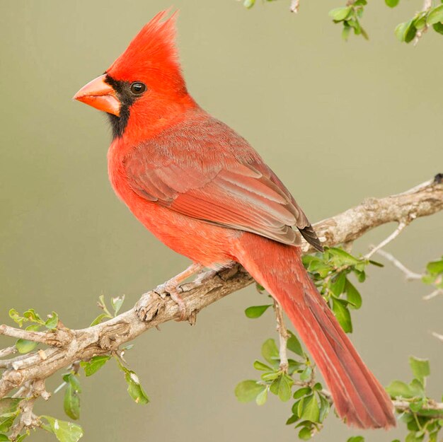 Photo un gros plan d'un oiseau perché sur une branche