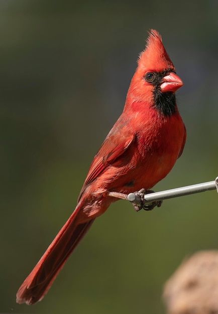 Photo un gros plan d'un oiseau perché sur une branche