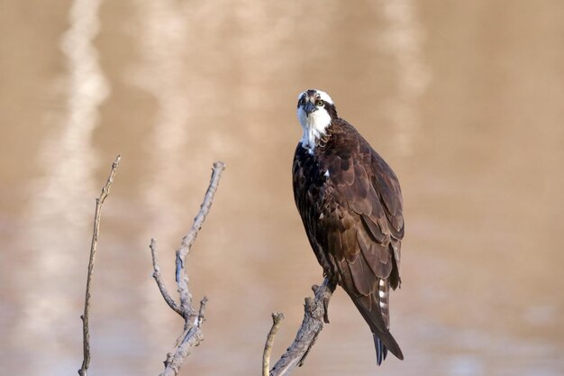 Un gros plan d'un oiseau perché sur une branche