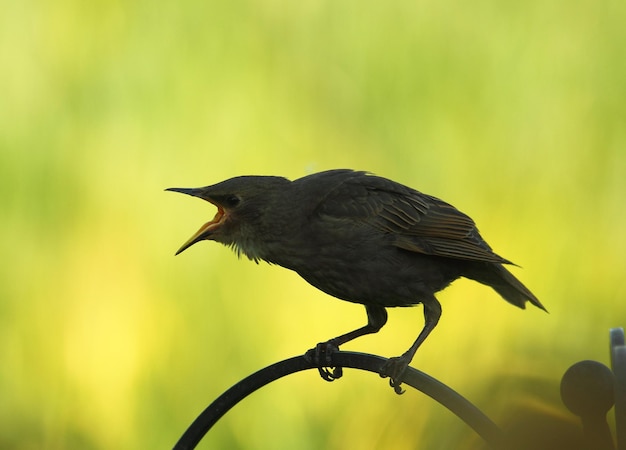 Un gros plan d'un oiseau perché sur une branche