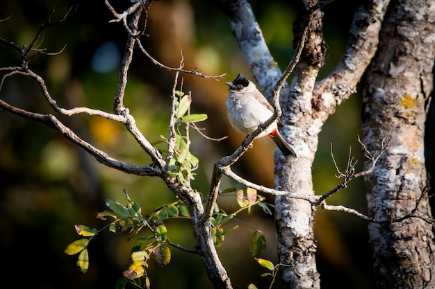 Un gros plan d'un oiseau perché sur une branche