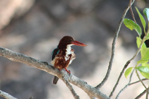 Un gros plan d'un oiseau perché sur une branche
