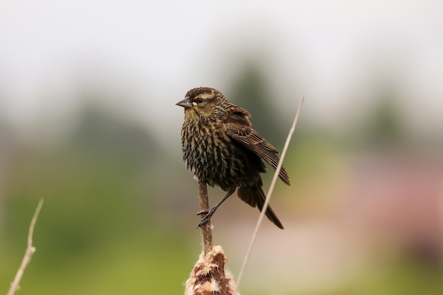 Un gros plan d'un oiseau perché sur une branche