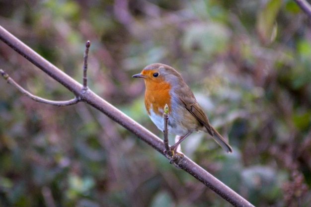 Un gros plan d'un oiseau perché sur une branche