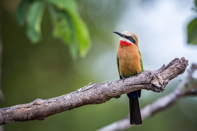 Un gros plan d'un oiseau perché sur une branche