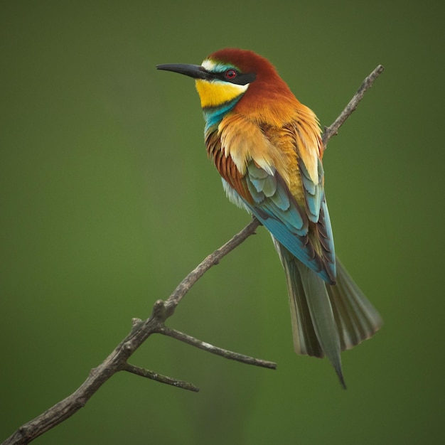 Photo un gros plan d'un oiseau perché sur une branche