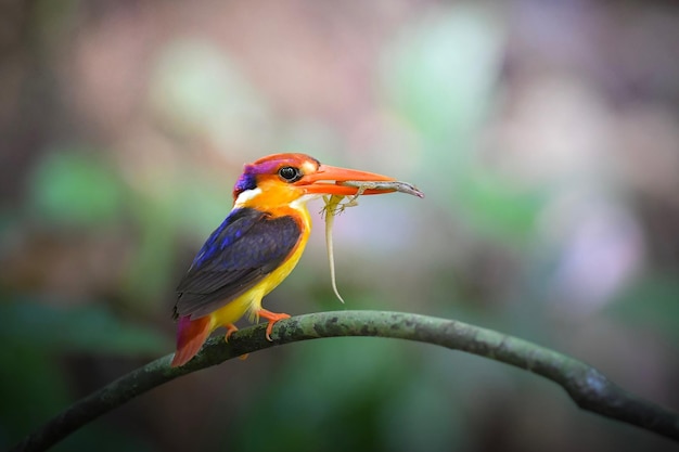 Un gros plan d'un oiseau perché sur une branche
