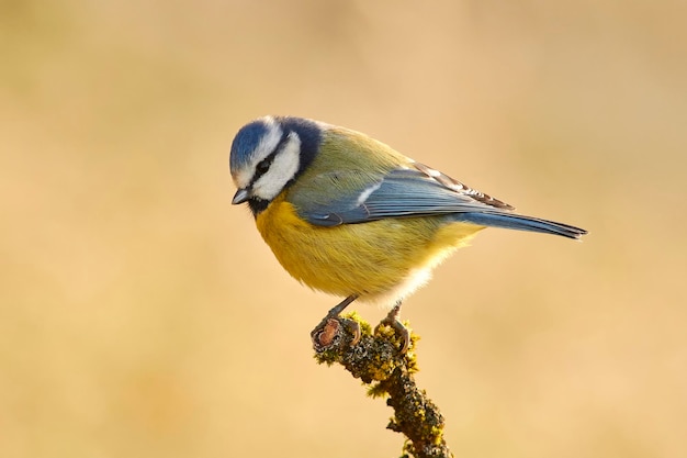 Un gros plan d'un oiseau perché sur une brindille