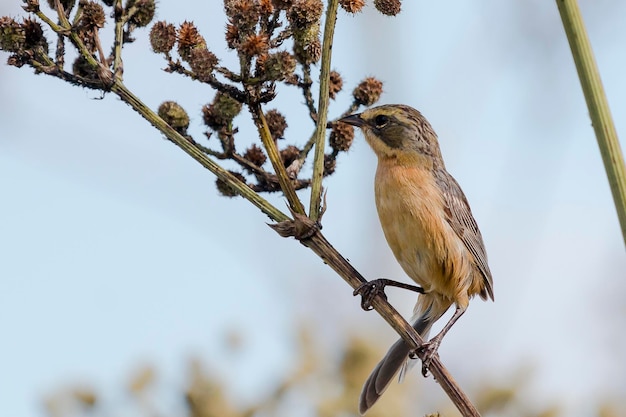 Un gros plan d'un oiseau perché sur une brindille