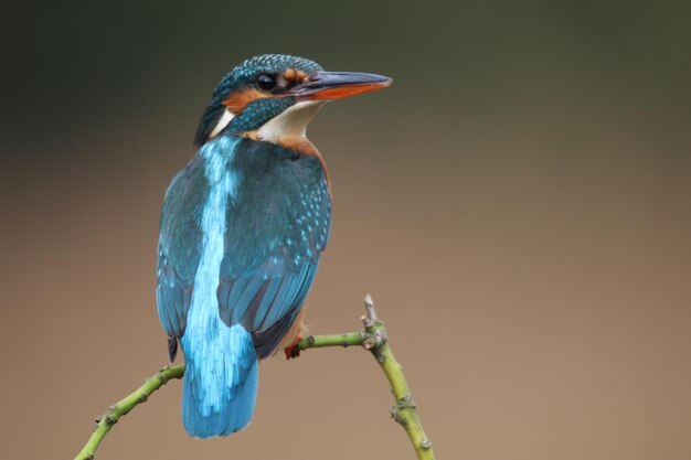 Un gros plan d'un oiseau perché sur une brindille