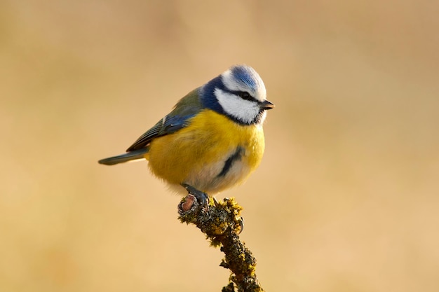 Un gros plan d'un oiseau perché sur une brindille